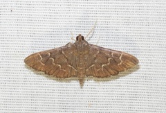 Pilocrocis ramentalis