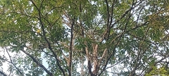 Mniotilta varia