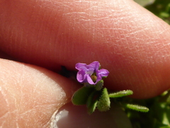 Calibrachoa parviflora