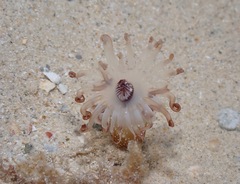 Isarachnanthus
