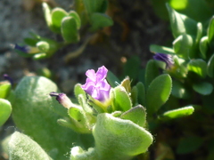 Calibrachoa parviflora