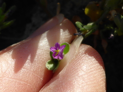 Calibrachoa parviflora