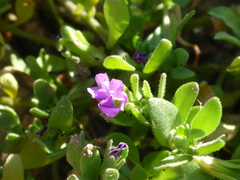 Calibrachoa parviflora