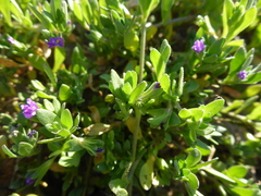 Calibrachoa parviflora
