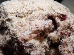 Portunidae