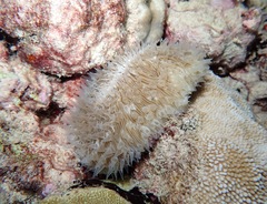 Lobactis scutaria