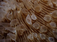 Lobactis scutaria