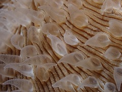 Lobactis scutaria