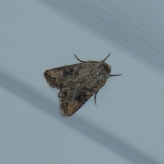 Mythimna languida