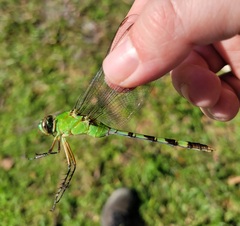 Erythemis vesiculosa
