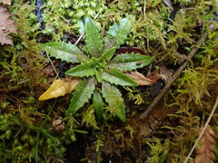Plantago triandra