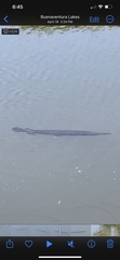 Lepisosteus platyrhincus