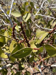 Phoradendron berteroanum
