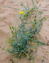 Thelesperma megapotamicum