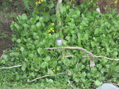 Serpophaga nigricans