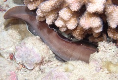 Brotula multibarbata