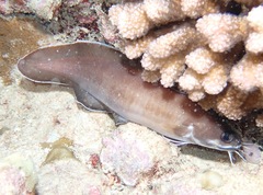 Brotula multibarbata