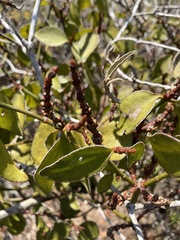 Phoradendron berteroanum