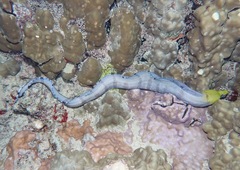 Gymnothorax rueppelliae