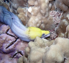 Gymnothorax rueppelliae