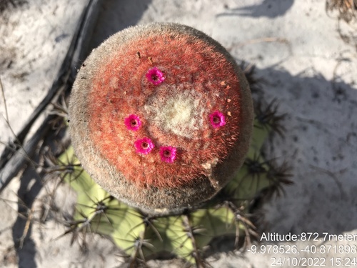Melocactus pachyacanthus
