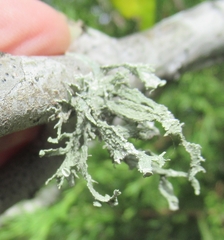 Ramalina complanata