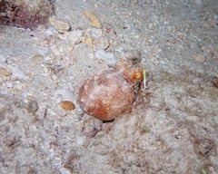 Callistoctopus ornatus