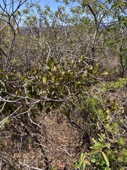 Phoradendron berteroanum