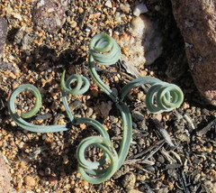 Albuca concordiana