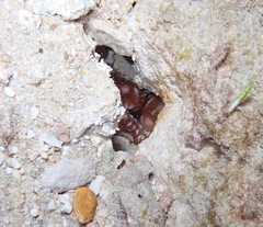 Callistoctopus ornatus