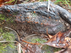 Amphilogia gyrosa