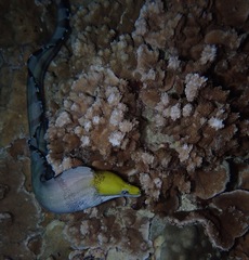 Gymnothorax rueppelliae