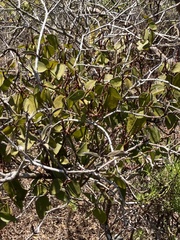Phoradendron berteroanum