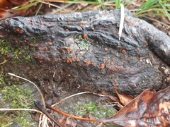 Amphilogia gyrosa