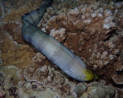 Gymnothorax rueppelliae