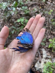 Morpho helenor montezuma
