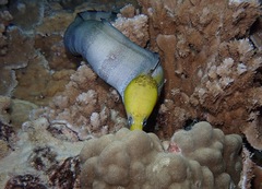 Gymnothorax rueppelliae