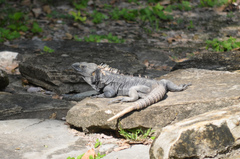 Ctenosaura acanthura