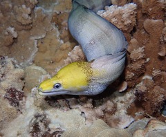 Gymnothorax rueppelliae