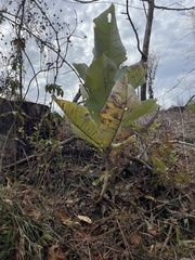 Magnolia macrophylla