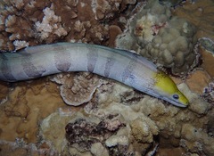 Gymnothorax rueppelliae