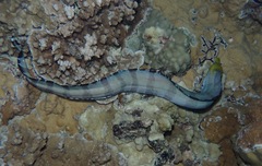 Gymnothorax rueppelliae