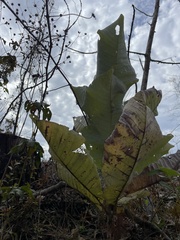 Magnolia macrophylla