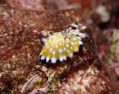 Goniobranchus vibratus