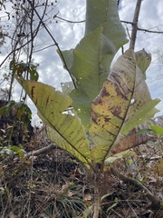 Magnolia macrophylla