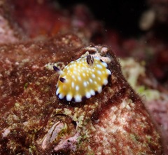 Goniobranchus vibratus