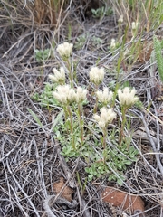 Antennaria parvifolia
