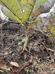 Magnolia macrophylla