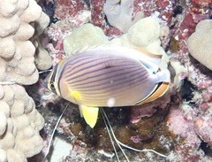 Chaetodon lunulatus