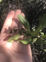 Escallonia illinita